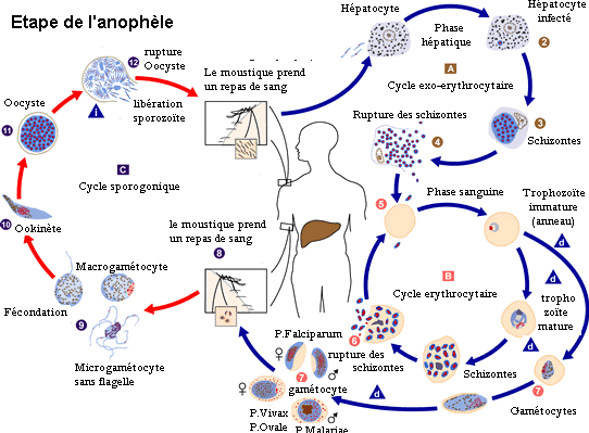 cycle du paludisme
